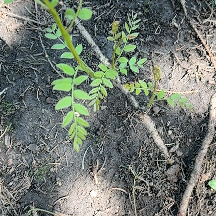 Photo of the plant species Common Honeylocust by @SweetOakfern14 named Tupot amaroot on Greg, the plant care app