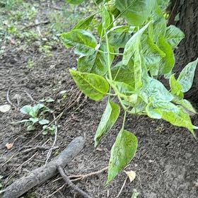 Photo of the plant species Bittersweet by @SweetOakfern14 named Harry on Greg, the plant care app