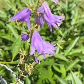 Photo of the plant species Rampion Bellflower by @SweetOakfern14 named Sigmund on Greg, the plant care app