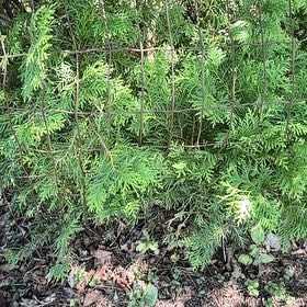 Photo of the plant species Arborvitae by @SweetOakfern14 named Dax on Greg, the plant care app