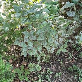 Photo of the plant species Tutsan by @SweetOakfern14 named Queen on Greg, the plant care app