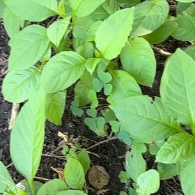 Photo of the plant species American Pokeweed by @SweetOakfern14 named Navajo on Greg, the plant care app