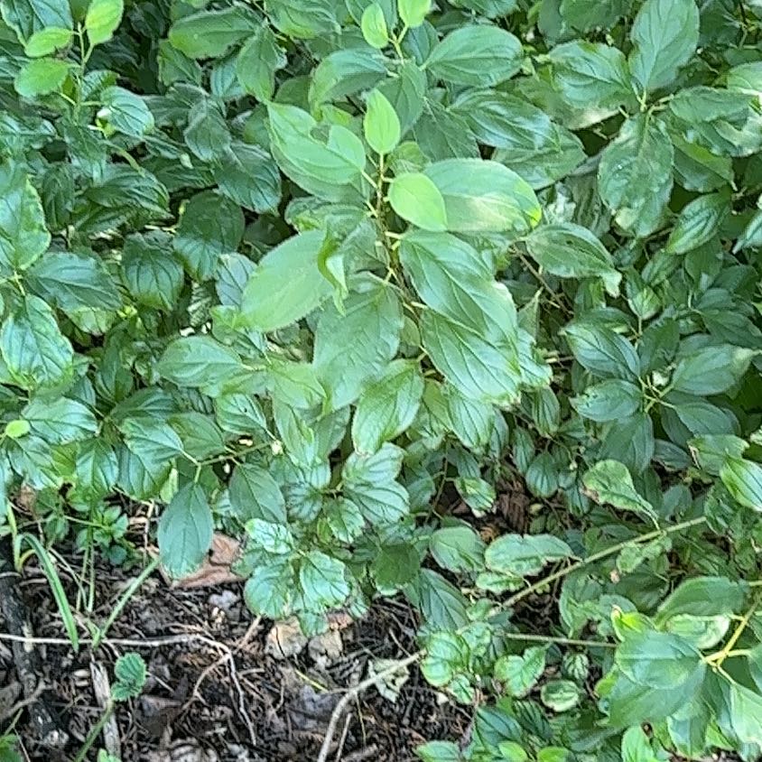 Photo of the plant species Blue Mountain Lilac by @SweetOakfern14 named Coco on Greg, the plant care app