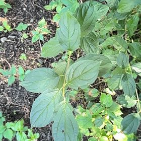 Photo of the plant species Common Buckthorn by @SweetOakfern14 named Keanu Leaves on Greg, the plant care app