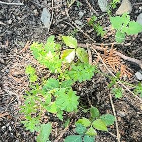 Photo of the plant species Shamrock by @SweetOakfern14 named Stella on Greg, the plant care app