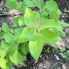 Photo of the plant species Western Dogwood by @SweetOakfern14 named Pax on Greg, the plant care app