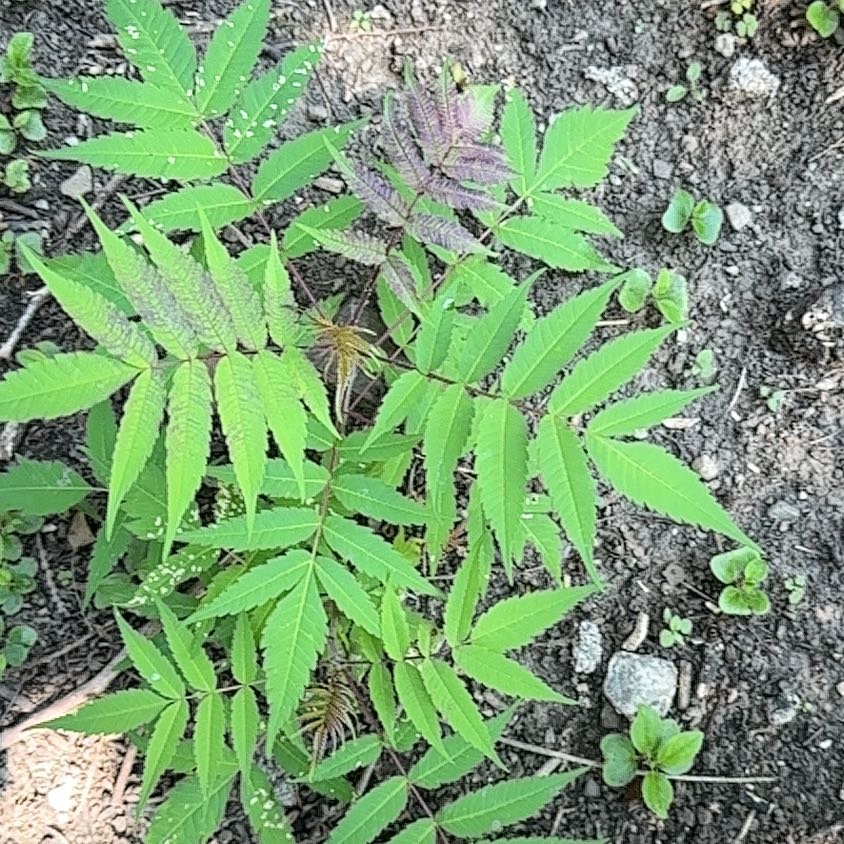 Photo of the plant species Smooth Sumac by @SweetOakfern14 named Terra on Greg, the plant care app