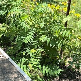 Photo of the plant species Varnish Tree by @SweetOakfern14 named Rainier on Greg, the plant care app