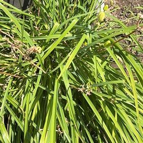 Photo of the plant species Big Blue Lilyturf by @SweetOakfern14 named Rosa on Greg, the plant care app