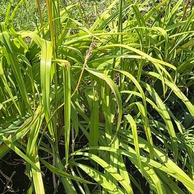 Photo of the plant species Miscanthus Sinensis by @SweetOakfern14 named Lavender on Greg, the plant care app