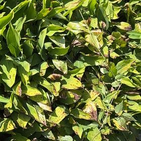 Photo of the plant species May Bells by @SweetOakfern14 named Elina on Greg, the plant care app