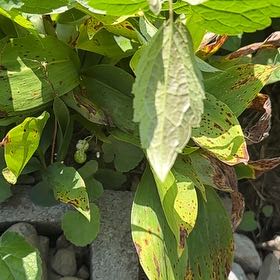 Photo of the plant species Lion's Ear by @SweetOakfern14 named Lola on Greg, the plant care app