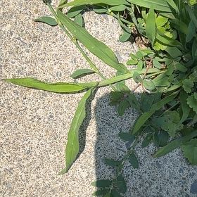 Photo of the plant species Seaside Goldenrod by @SweetOakfern14 named Maya on Greg, the plant care app