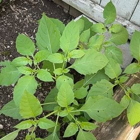 Photo of the plant species American Black Nightshade by @SweetOakfern14 named Curie on Greg, the plant care app