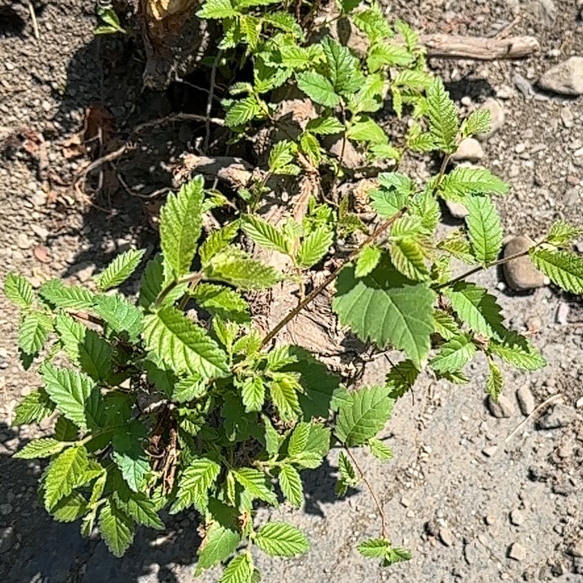 Photo of the plant species Western Poison-Oak by @SweetOakfern14 named Messi on Greg, the plant care app