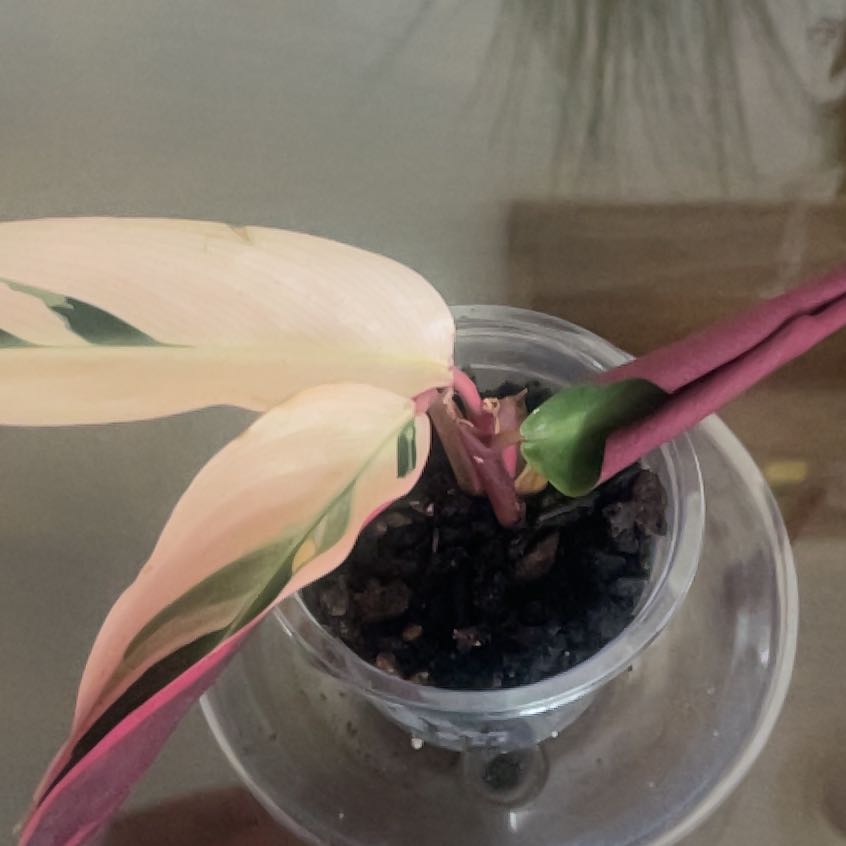 Photo of the plant species Stromanthe sanguinea 'Tricolor' by @KindKaramu5 named Trio on Greg, the plant care app