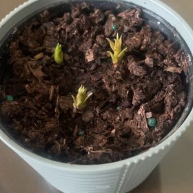 Photo of the plant species Bromeliad by @KindKaramu5 named Lola on Greg, the plant care app