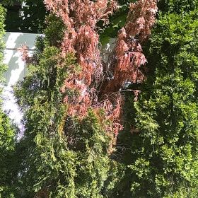 Photo of the plant species Pink Jasmine by @PerkyOrchids33 named Denali on Greg, the plant care app