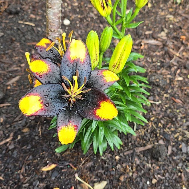 Photo of the plant species Asiatic Lily by @SilkySeamango19 named Morticia on Greg, the plant care app