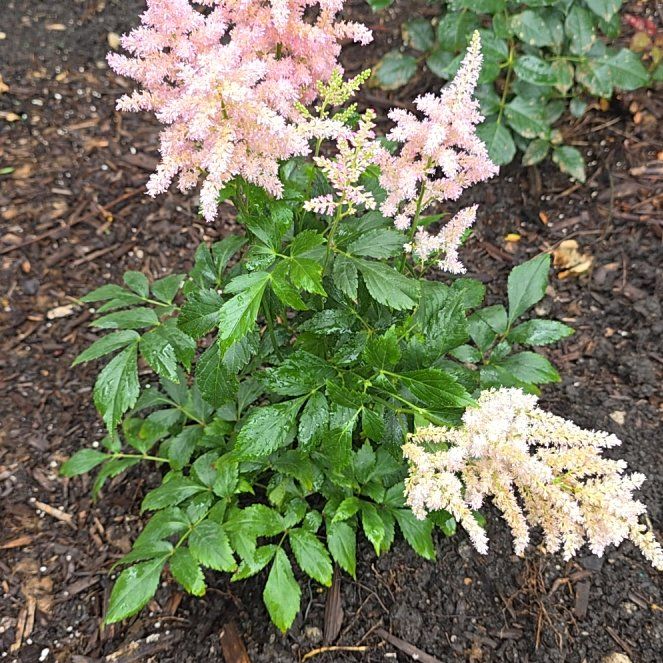 Photo of the plant species Astilbe 'Peach Blossom' by @SilkySeamango19 named Tiffany on Greg, the plant care app