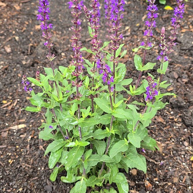 Photo of the plant species Salvia 'Caradonna' by @SilkySeamango19 named Homer on Greg, the plant care app