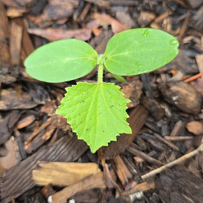 Photo of the plant species Cucumber by @SilkySeamango19 named Smashing on Greg, the plant care app