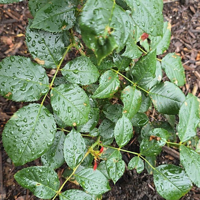 Photo of the plant species Dog Rose by @SilkySeamango19 named Ralph on Greg, the plant care app
