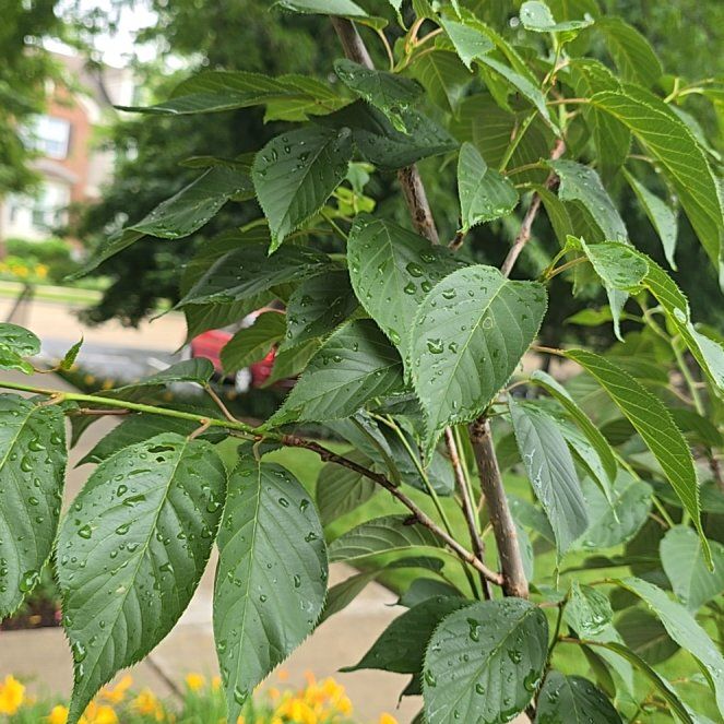 Photo of the plant species Japanese Flowering Cherry by @SilkySeamango19 named Stan on Greg, the plant care app