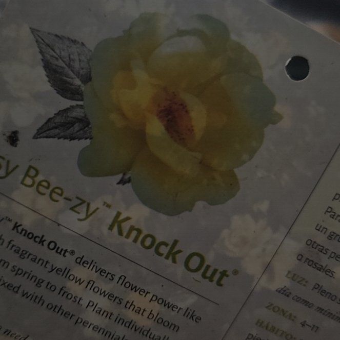 Photo of the plant species Knock Out Roses by @SilkySeamango19 named Tommy on Greg, the plant care app