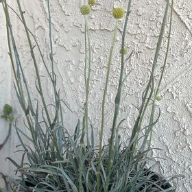 Photo of the plant species Billy Buttons Golf Beauty by @FitMaypop24 named Sonja on Greg, the plant care app