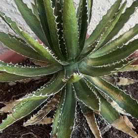 Photo of the plant species Thorn-Crested Century Plant by @FitMaypop24 named Leonardo on Greg, the plant care app