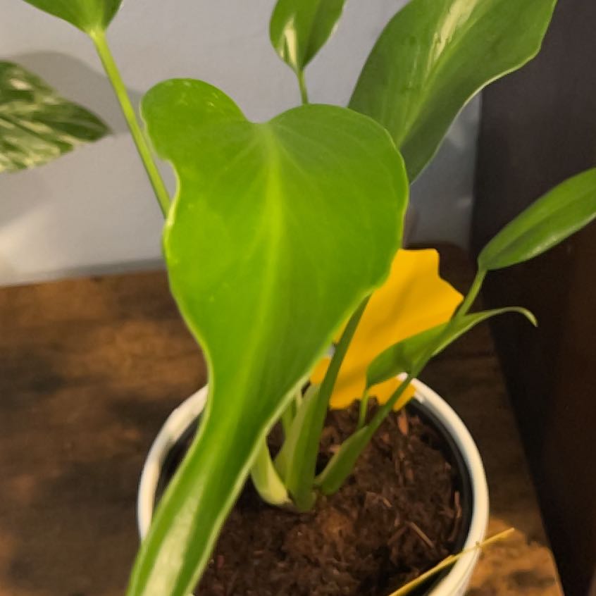 Photo of the plant species Burle Marx Flame Monstera by @RightlyDidelta named Stella on Greg, the plant care app
