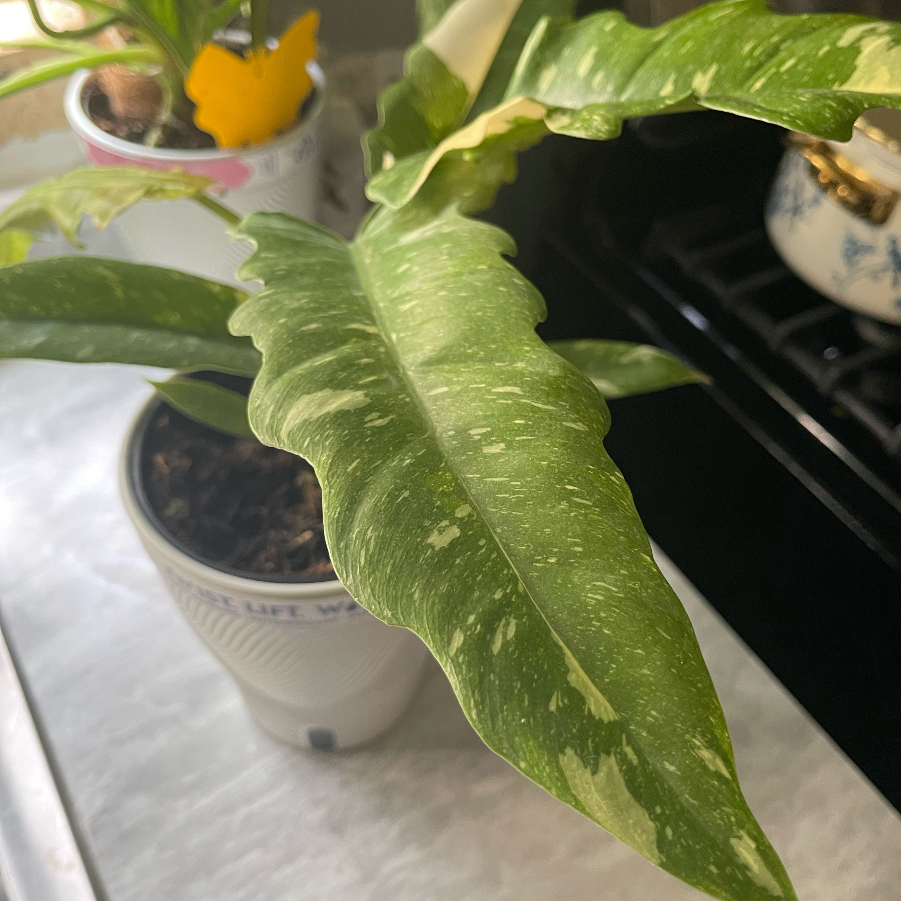 Photo of the plant species Philodendron 'Ring of Fire' by @RightlyDidelta named Sproutacus on Greg, the plant care app