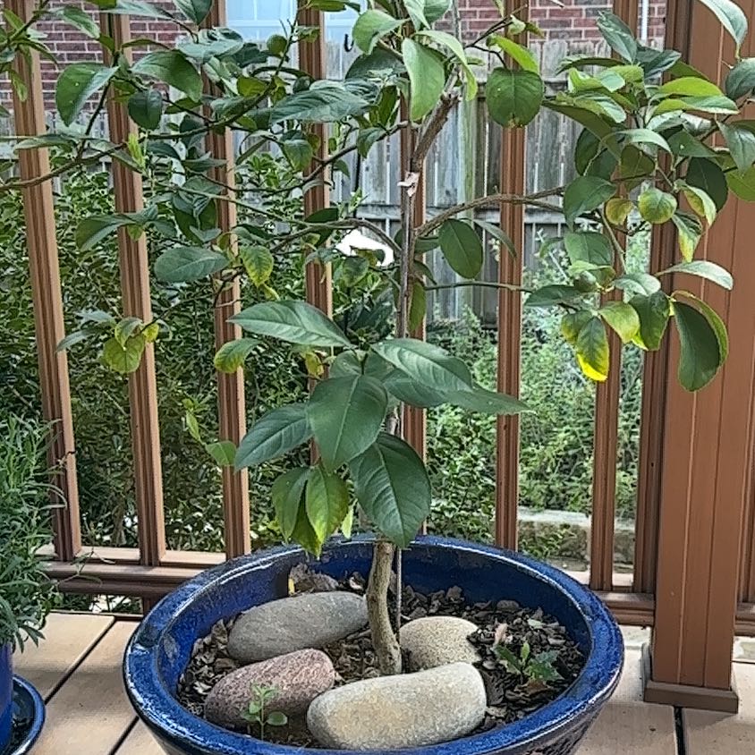 Photo of the plant species Improved Meyer Lemon by @TopLithops19 named Robert Plant on Greg, the plant care app