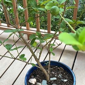 Photo of the plant species Key Lime Tree by @TopLithops19 named Morgan Treeman on Greg, the plant care app