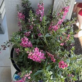 Photo of the plant species Brompton Stock by @Mamoo named Kylie on Greg, the plant care app