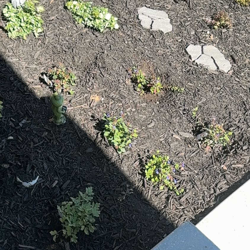 Photo of the plant species Common Selfheal by @Mamoo named Sage on Greg, the plant care app