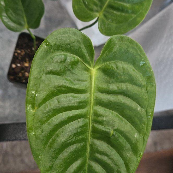 Photo of the plant species King Anthurium by @TactfulSedum66 named Darwin on Greg, the plant care app