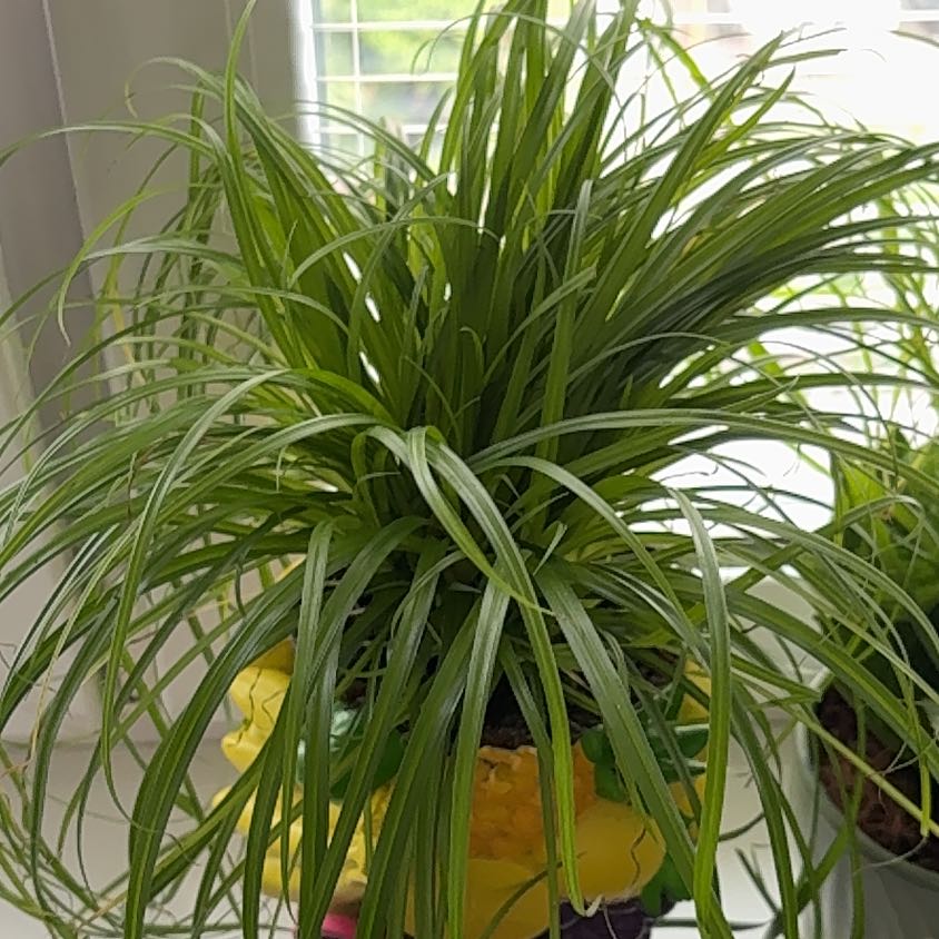 Photo of the plant species Zumula Cat Grass by @ForrealPeony55 named Athena on Greg, the plant care app