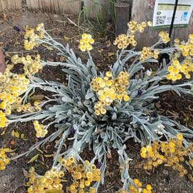 Photo of the plant species Mediterranean Strawflower by @PrimoAraceae72 named Cleopatra on Greg, the plant care app