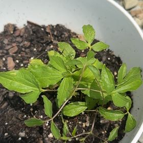 Photo of the plant species Happy Jack Purple Clematis by @ToughMoss22 named Harmony on Greg, the plant care app