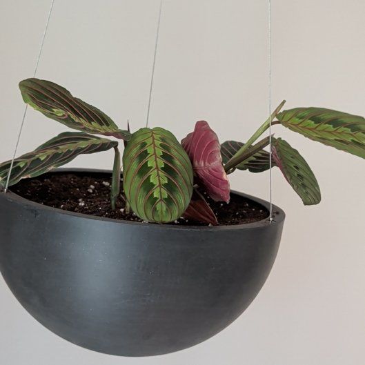 Photo of the plant species Red prayer plant by @EarthyBogbean89 named Bruce Lee on Greg, the plant care app