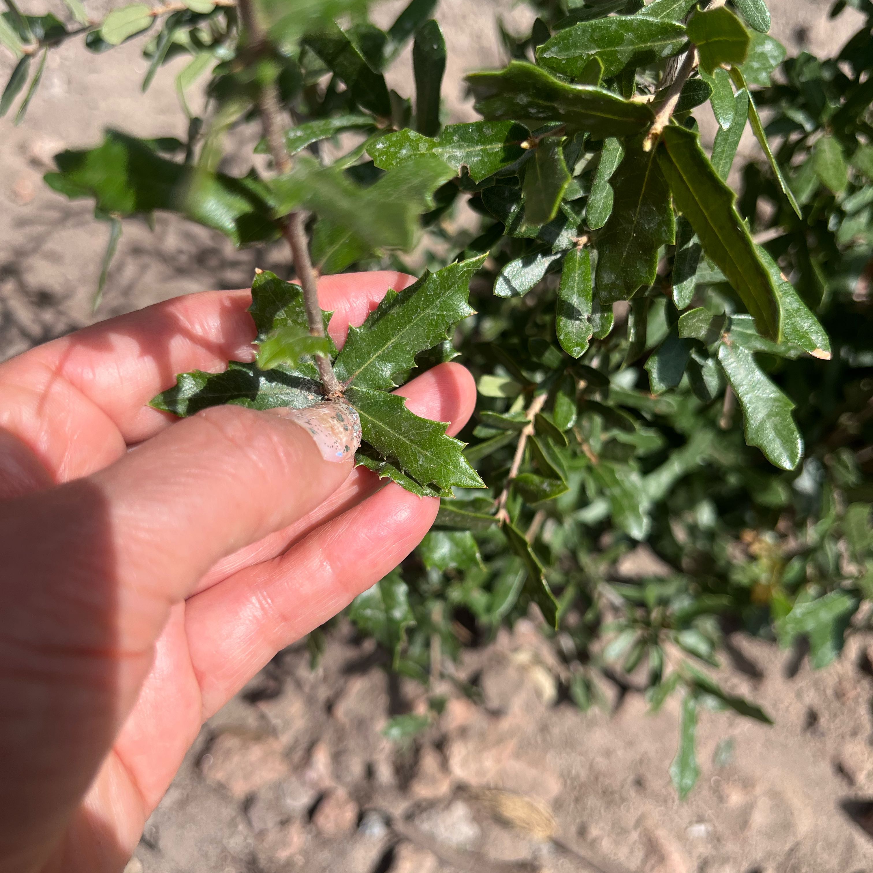 Photo of the plant species Texas Live Oak by @SocialBeeorchid named Robert Plant on Greg, the plant care app