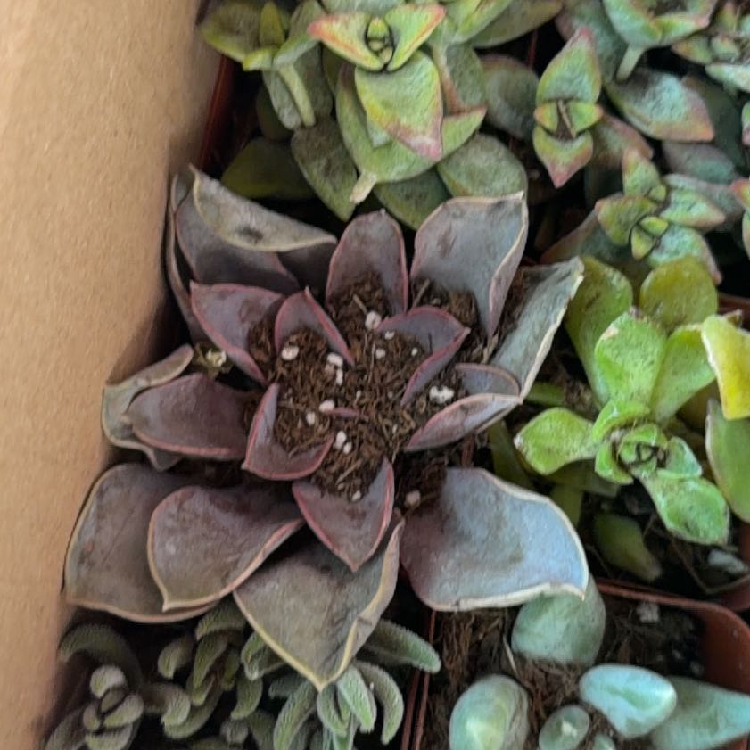 Photo of the plant species San Gabriel River Dudleya by @ExpertDidelta38 named Clooney on Greg, the plant care app