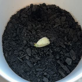 Photo of the plant species Garlic by @ExpertDidelta38 named Dax on Greg, the plant care app