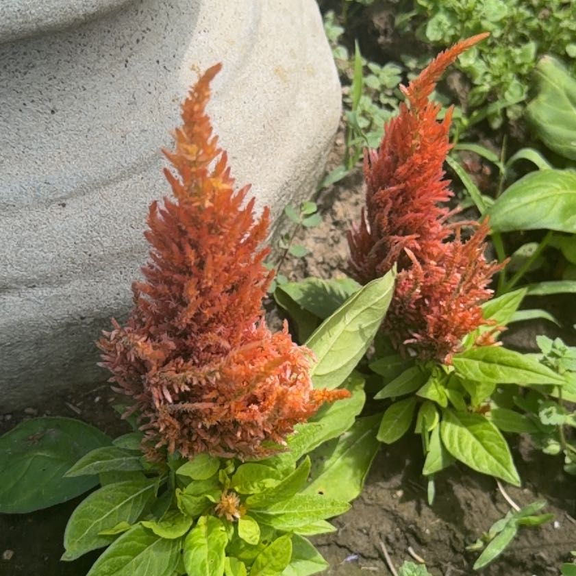 Photo of the plant species Amaranthus Cruentus by @UltraKohekohe19 named Fernie Mac on Greg, the plant care app