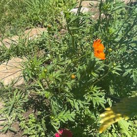 Photo of the plant species Sulphur Cosmos by @UltraKohekohe19 named Ronaldo on Greg, the plant care app