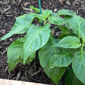 Photo of the plant species Red Ghost Super Hot Pepper by @TotallyFrogbit named Sherlock on Greg, the plant care app