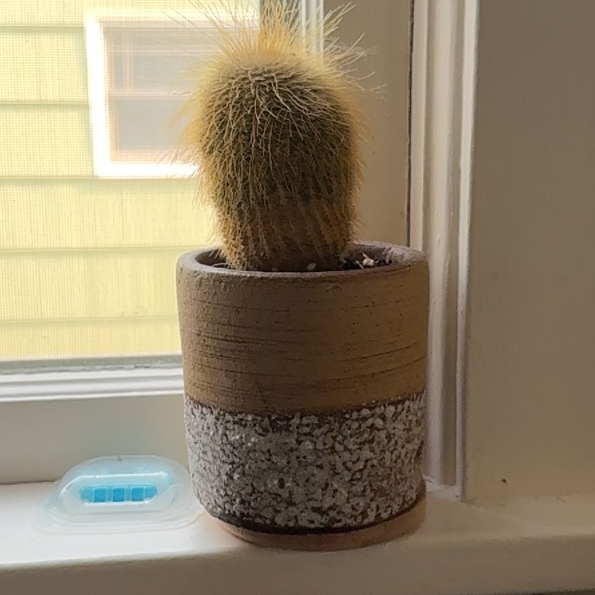 Photo of the plant species Golden Snakecactus by @LucentMoss75 named Diana on Greg, the plant care app