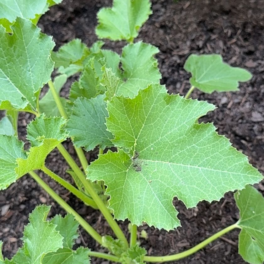 Photo of the plant species Summer Squash by @YardMint53 named Orwell on Greg, the plant care app
